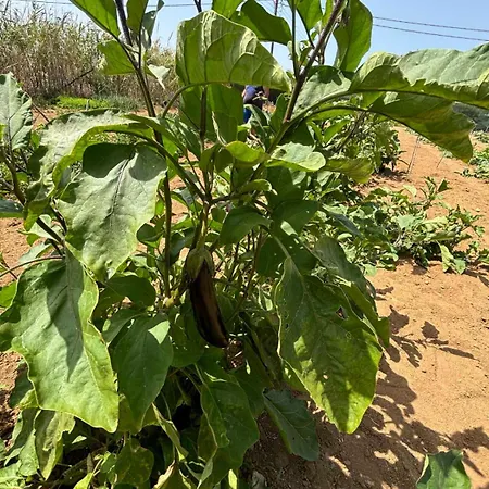 Birikos & * Agios Prokopios (Naxos)
