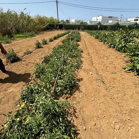 Lägenhet Birikos & Agios Prokopios (Naxos)